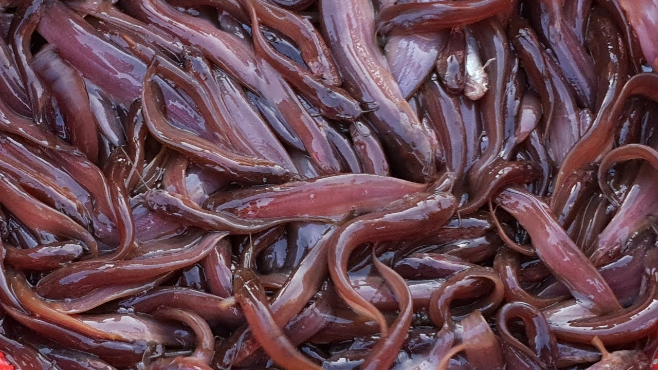 Live Singi Stinging Catfish / Kaari whole Fish Buy Online kolkata