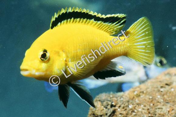 The Top 5 Least Aggressive Cichlids Live Fish Direct