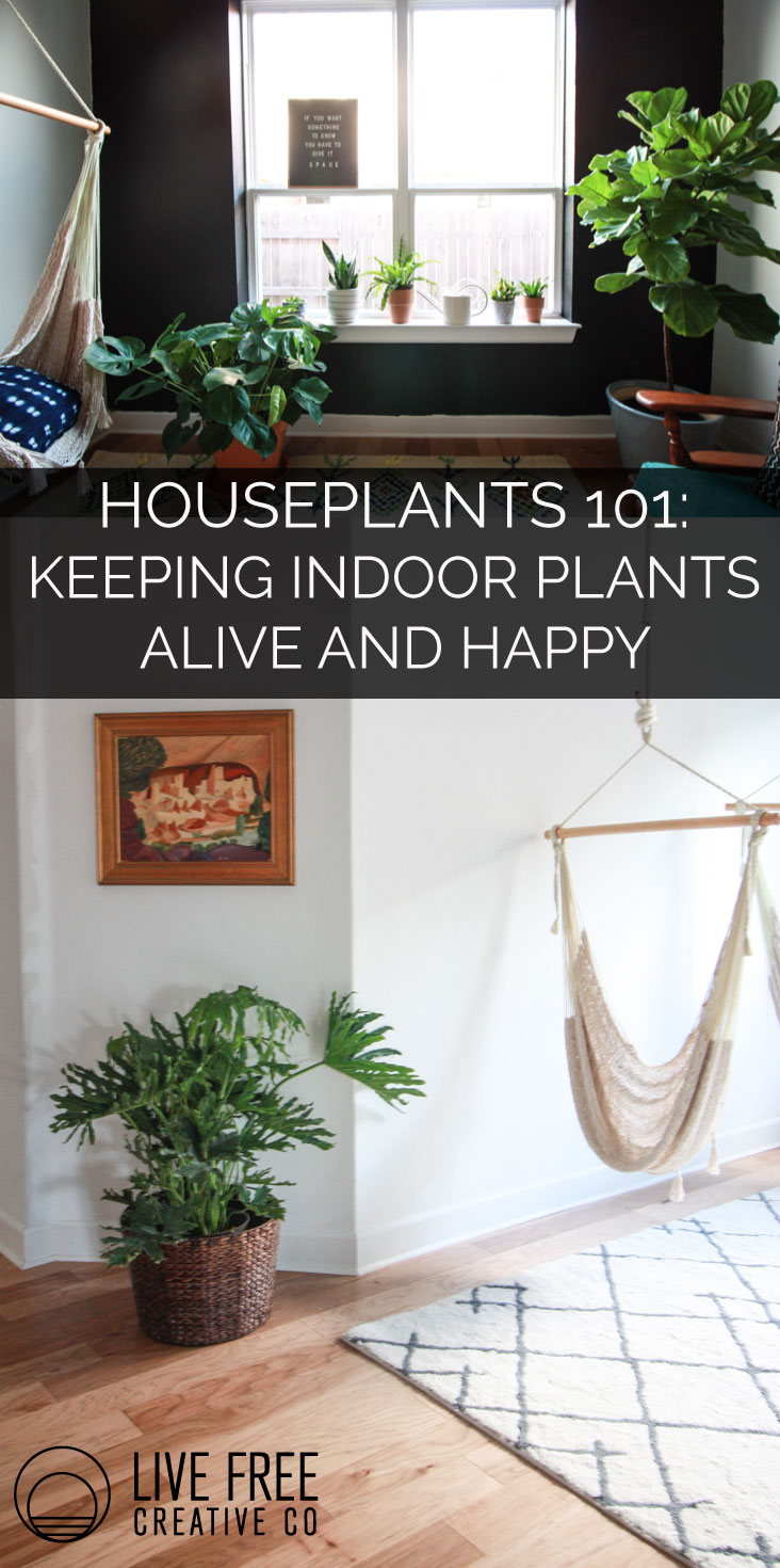 Houseplants 101 how to keep houseplants alive and happy