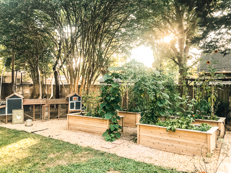 Backyard Kitchen Garden Live Free Creative Co