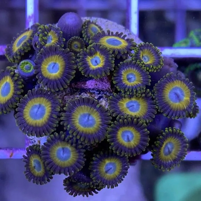 Yellow Zoanthids Live Gem Factory Ltd.