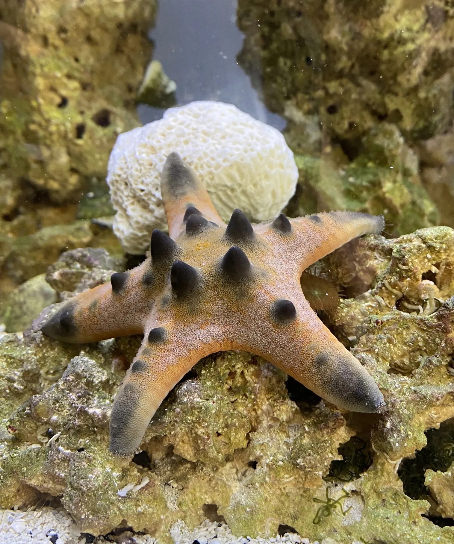 Chocolate Chip Starfish Live Gem Factory Ltd.