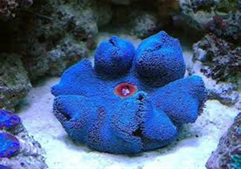 Blue Haddons Carpet Anemone Live Gem Factory Ltd.