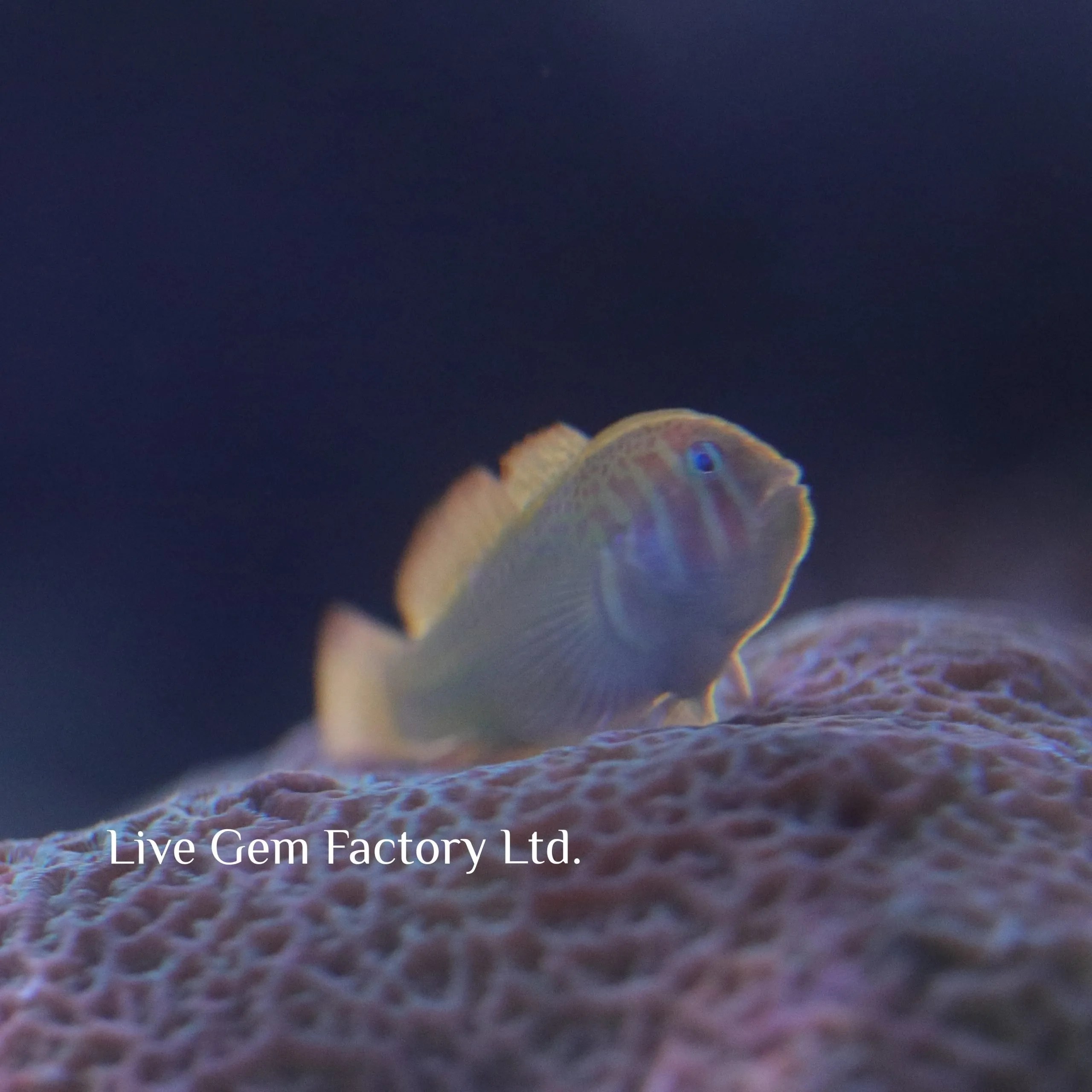 Warpaint Goby Live Gem Factory Ltd.