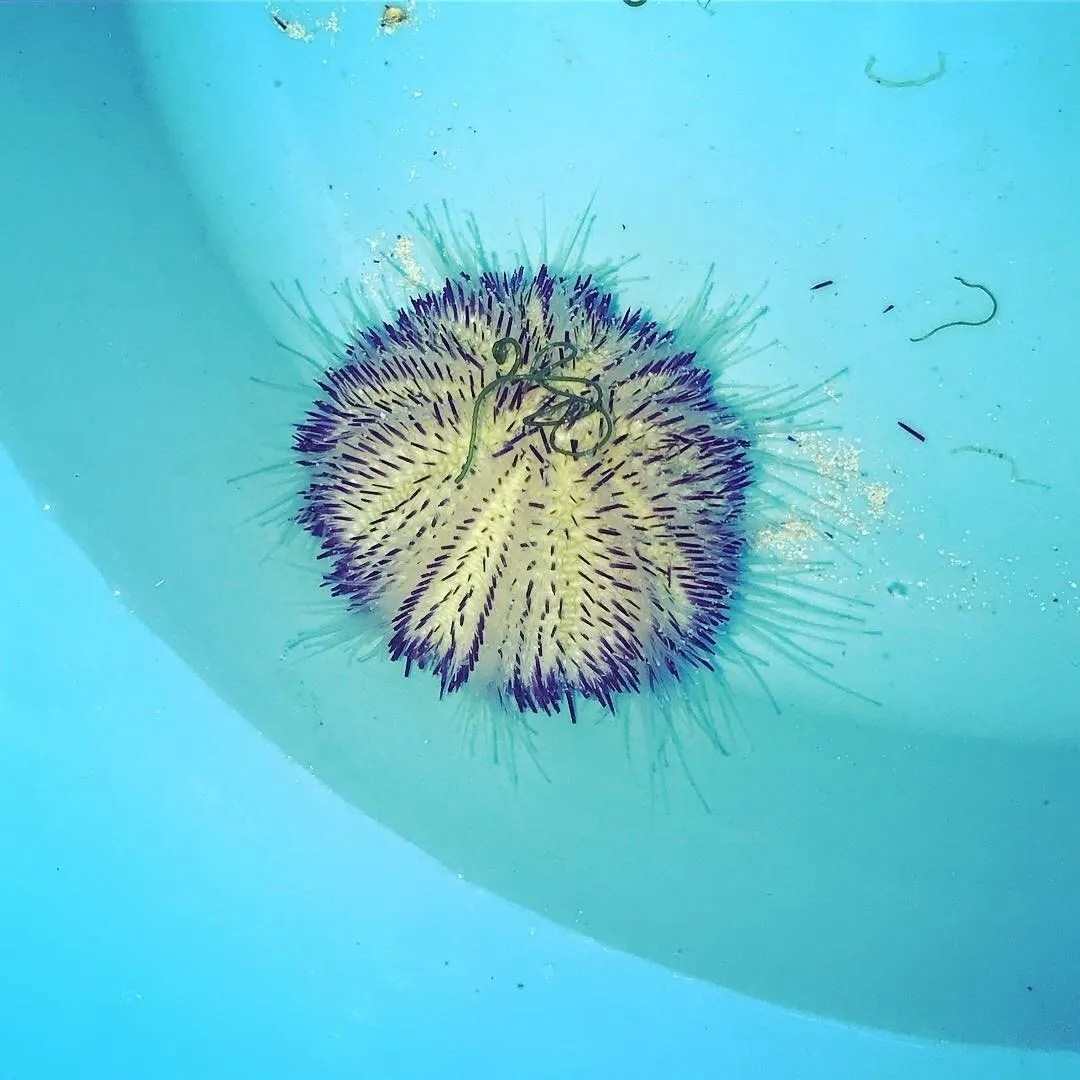 White Pincushion Urchin Live Gem Factory Ltd.