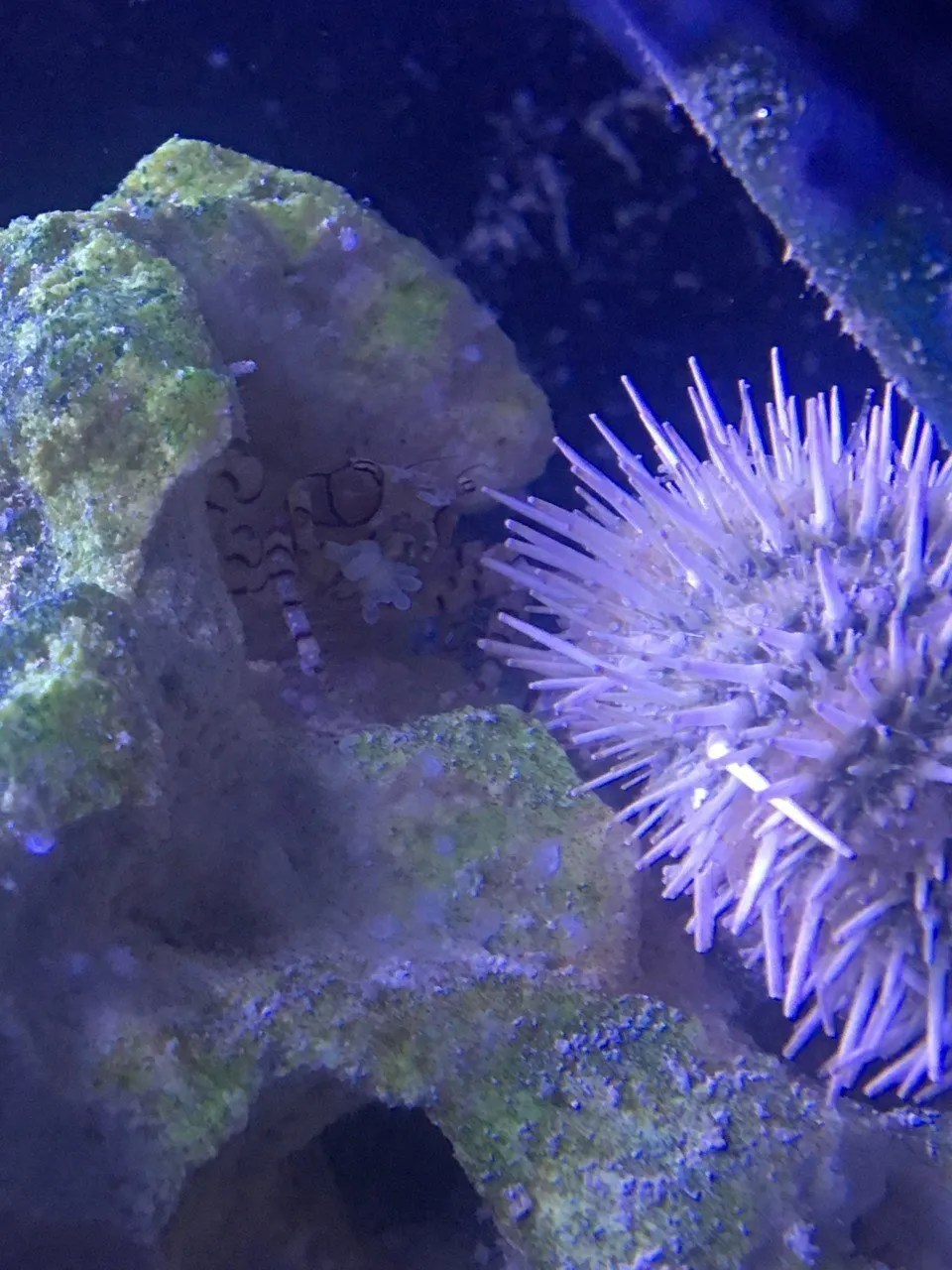 White Pincushion Urchin Live Gem Factory Ltd.