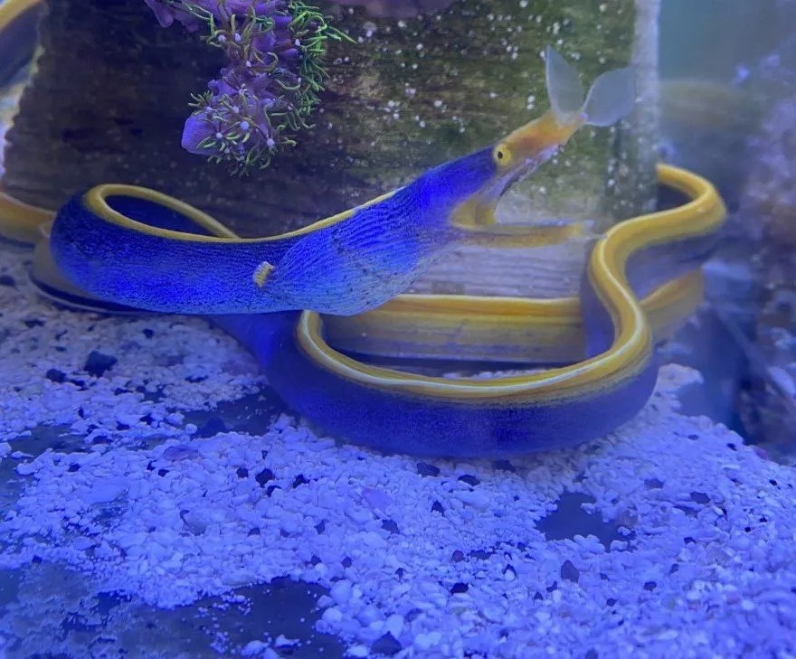 Blue Ribbon Eel Live Gem Factory Ltd.