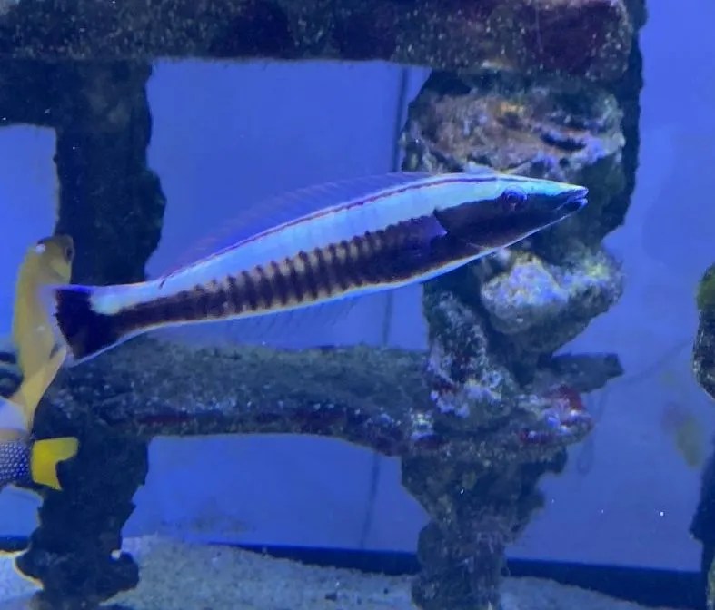 Wrasse Candy Cane (Black) Live Gem Factory Ltd.