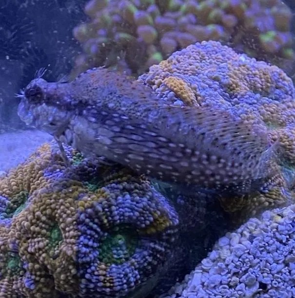 Blenny Lawnmower Live Gem Factory Ltd.