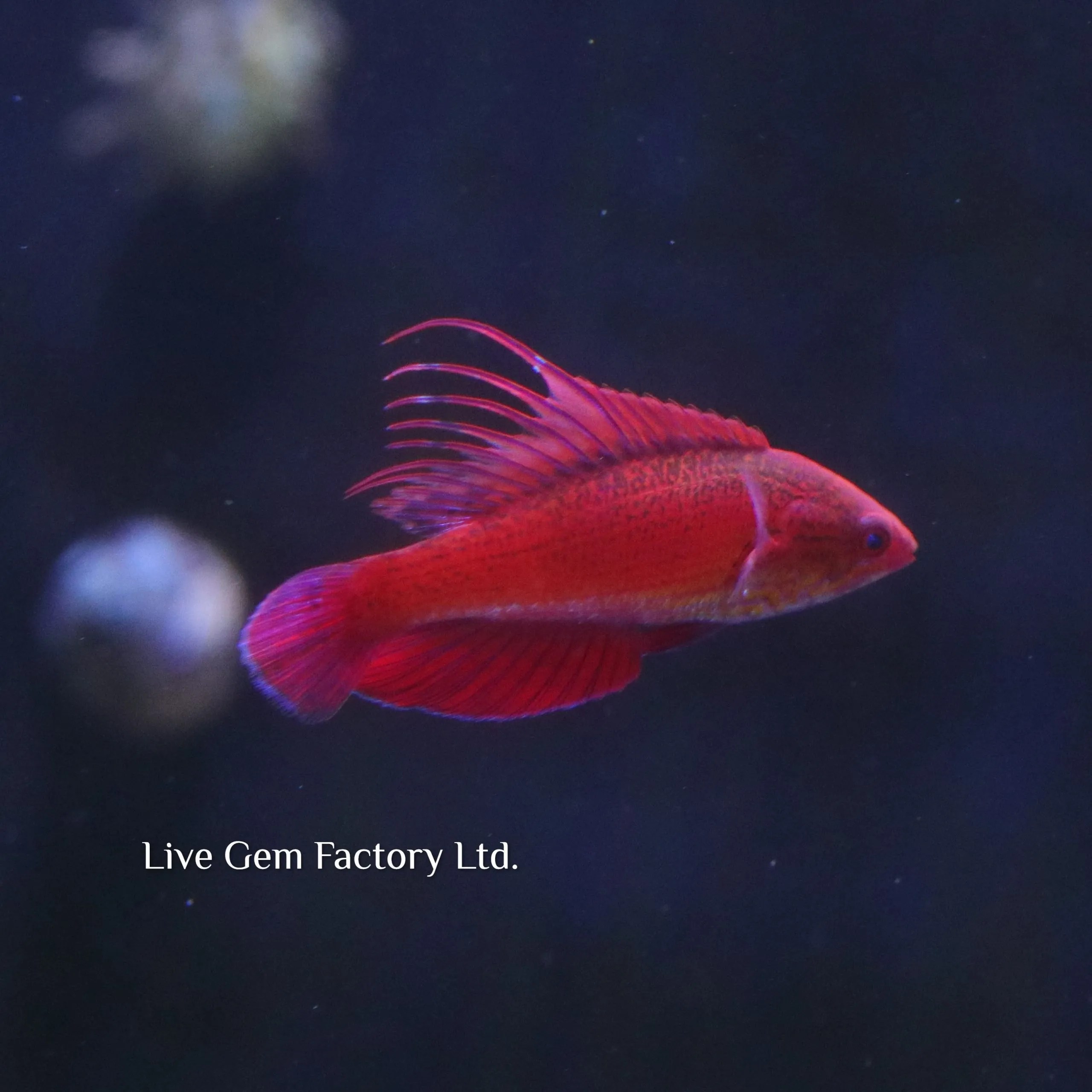 Wrasse Linespot Flasher Live Gem Factory Ltd.