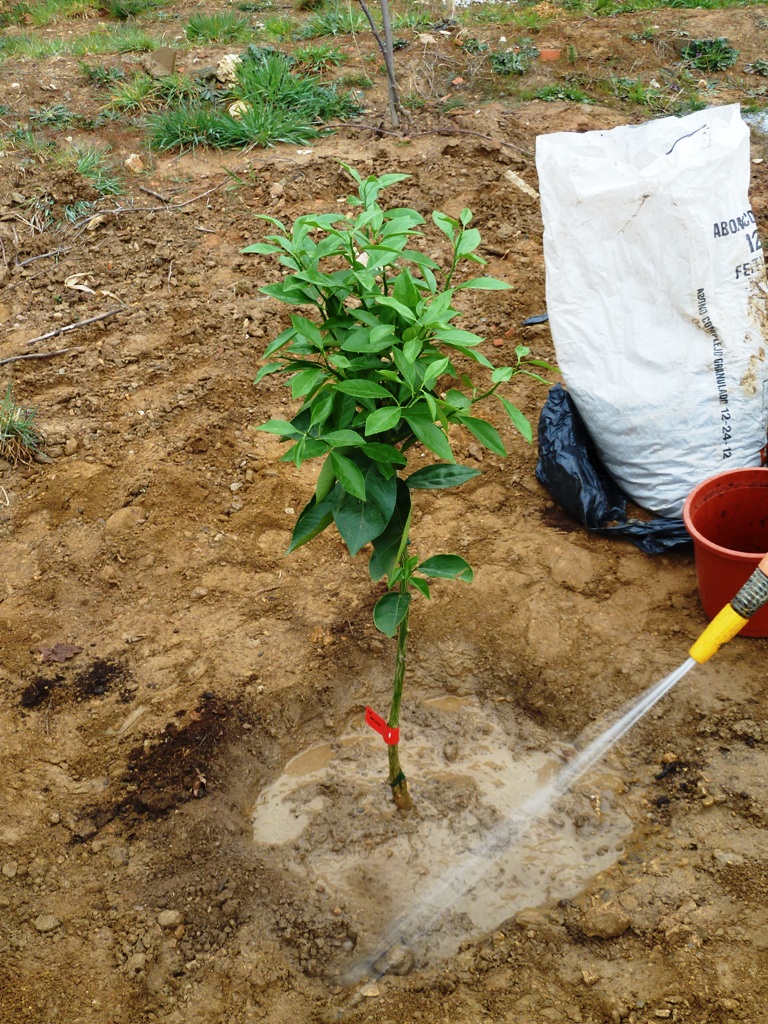 Live hard, die young » Blog Archive » Plantando un árbol