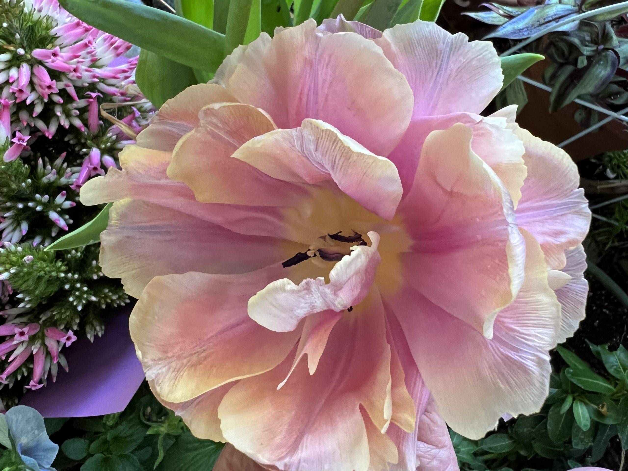 THE FLOWERS THAT BLOOM IN MAY Live Joyfully with Nan Rae