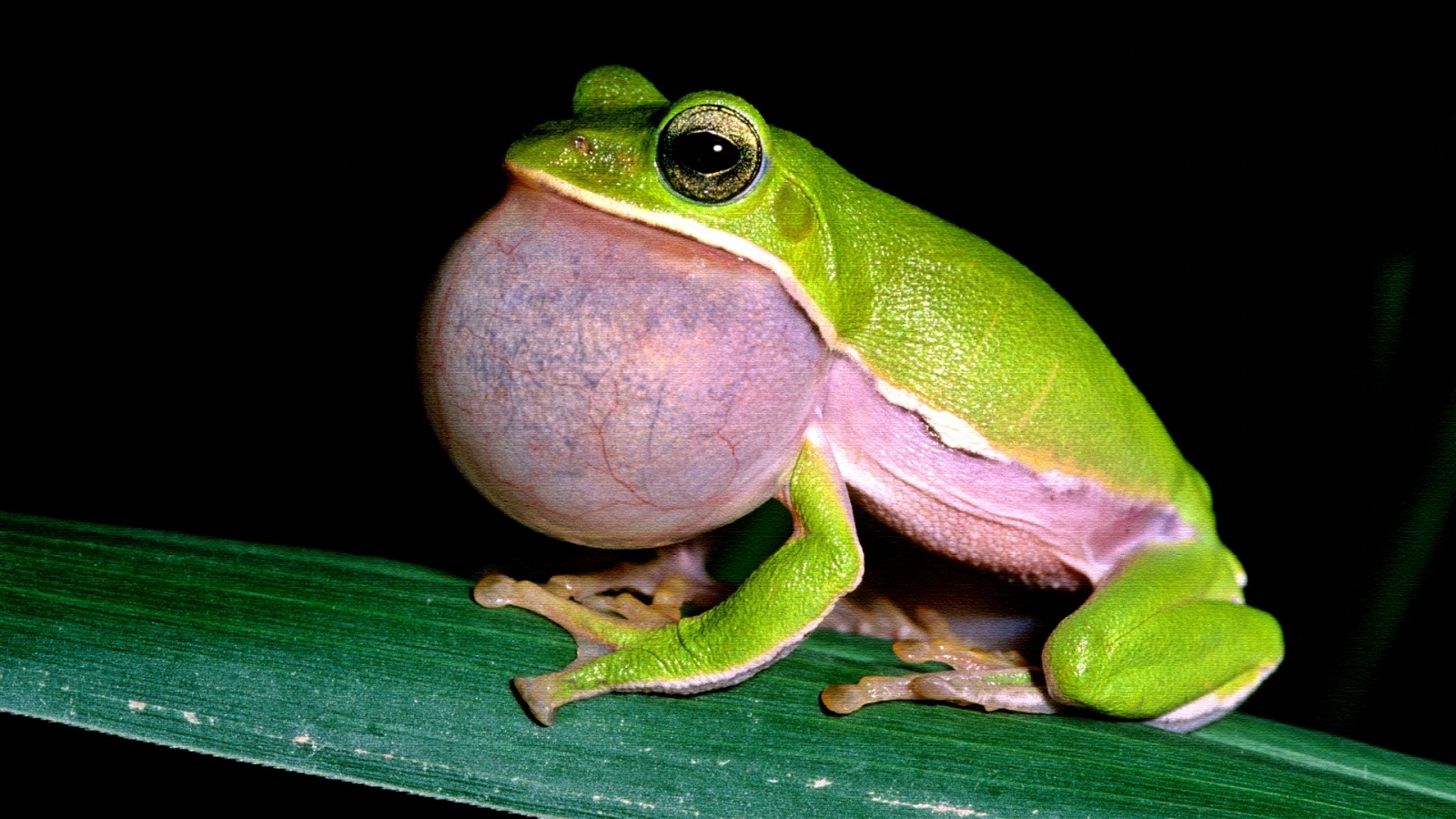 Reptiles & Amphibians live knowledge world