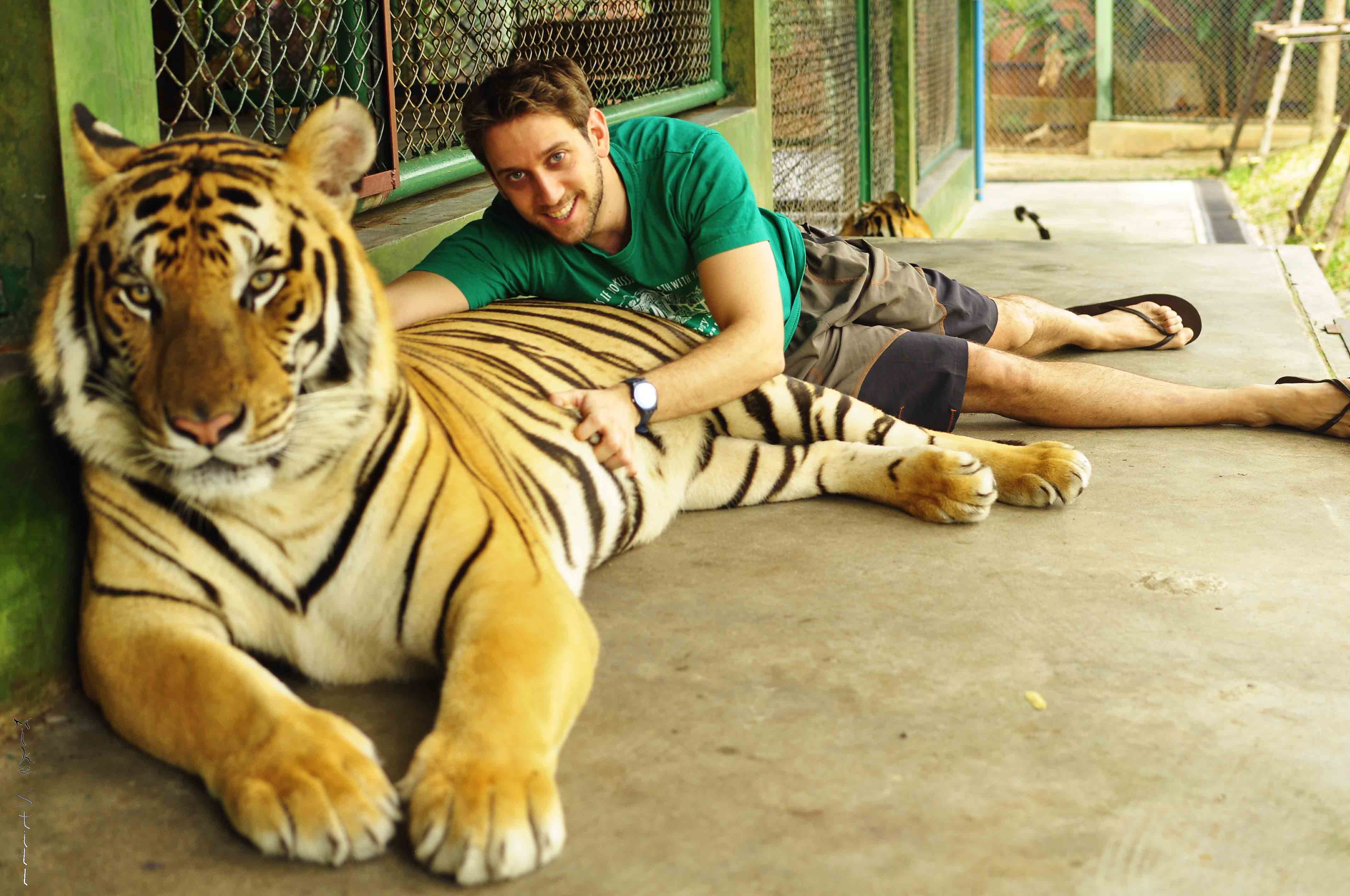 tiger tour in thailand