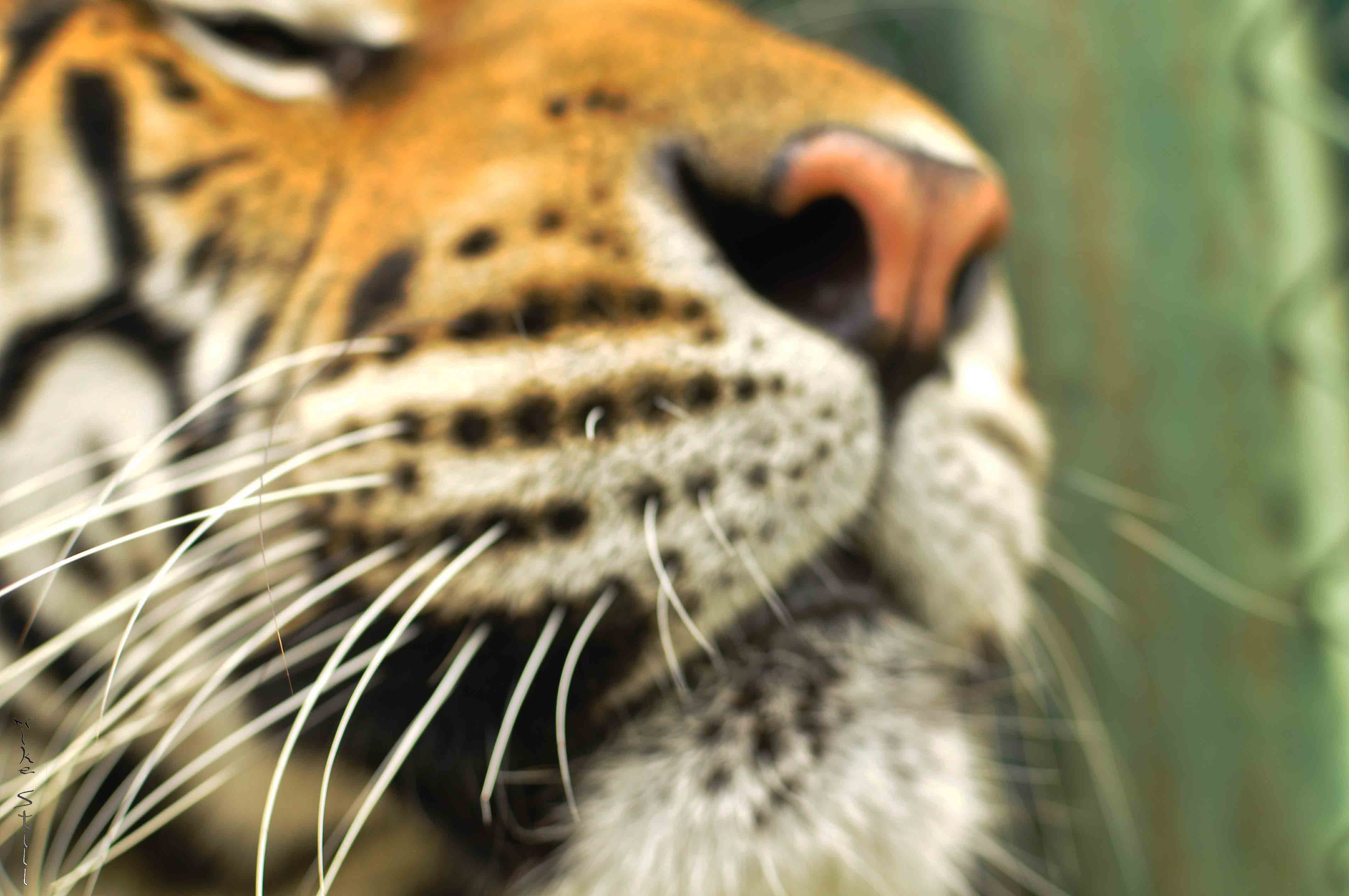 Playing in Tiger Kingdom - Phuket, Thailand - Live, Travel, Teach Playing in Tiger Kingdom - Phuket, Thailand - Live, Travel, Teach
