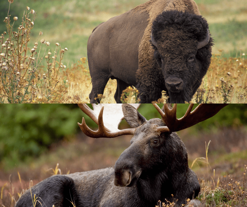 Bison Vs Moose A Comprehensive Guide Live Learn Venture