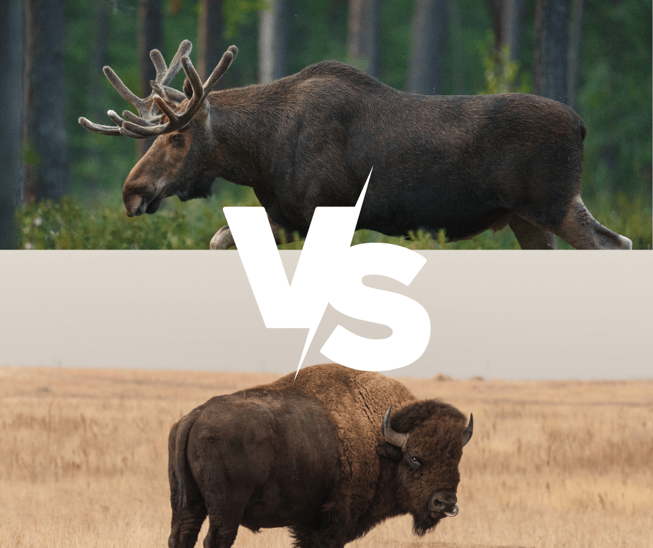 Bison Vs Moose A Comprehensive Guide