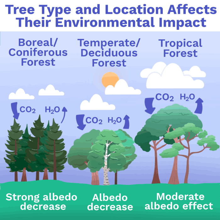 How Does Planting Trees Help The Environment