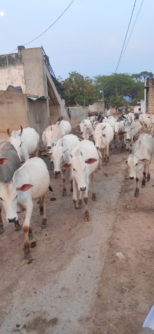 Cattle rearing Livelihood Images Akshara Livelihoods