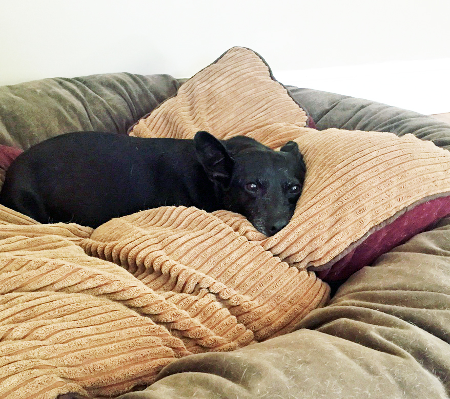 Big Dog Bed Live Love Dogs®