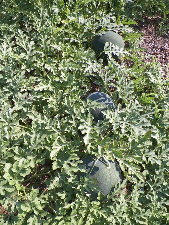 Growing Watermelon in Texas Live Love Garden
