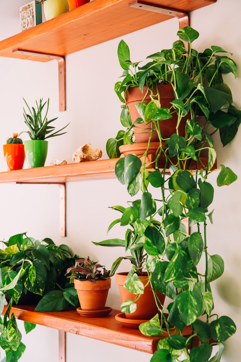 Homemaking A Plant Wall Live, Love, Simple.
