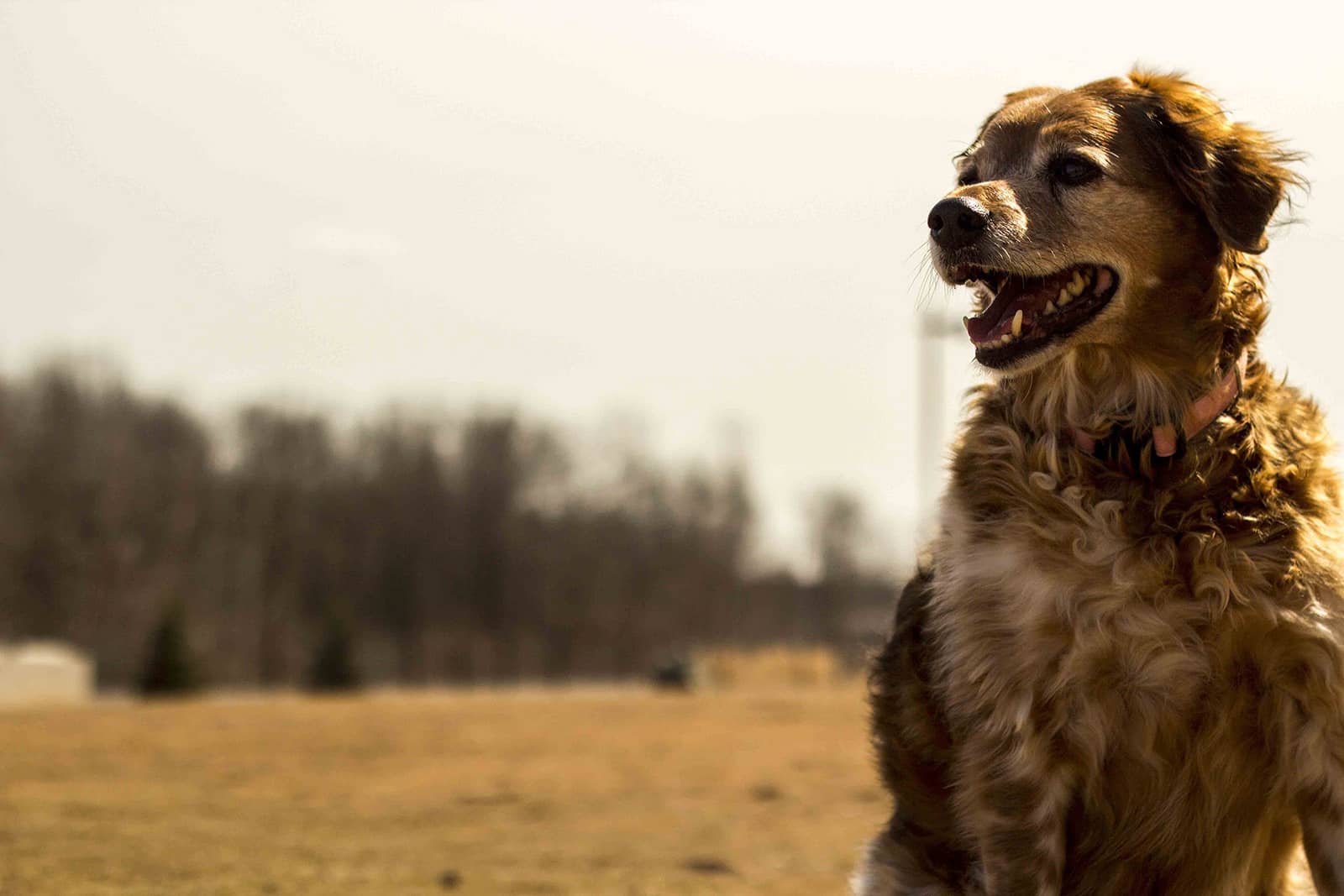 New Luxury Pet Friendly Apartments in Green Bay Northline Apartments