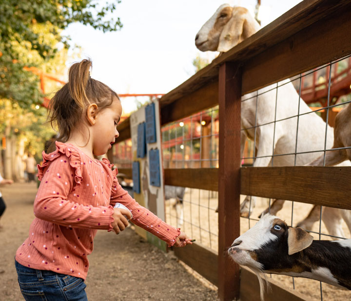 Pumpkin Season Live Oak Canyon Pumpkin Patch & Christmas Tree Farm
