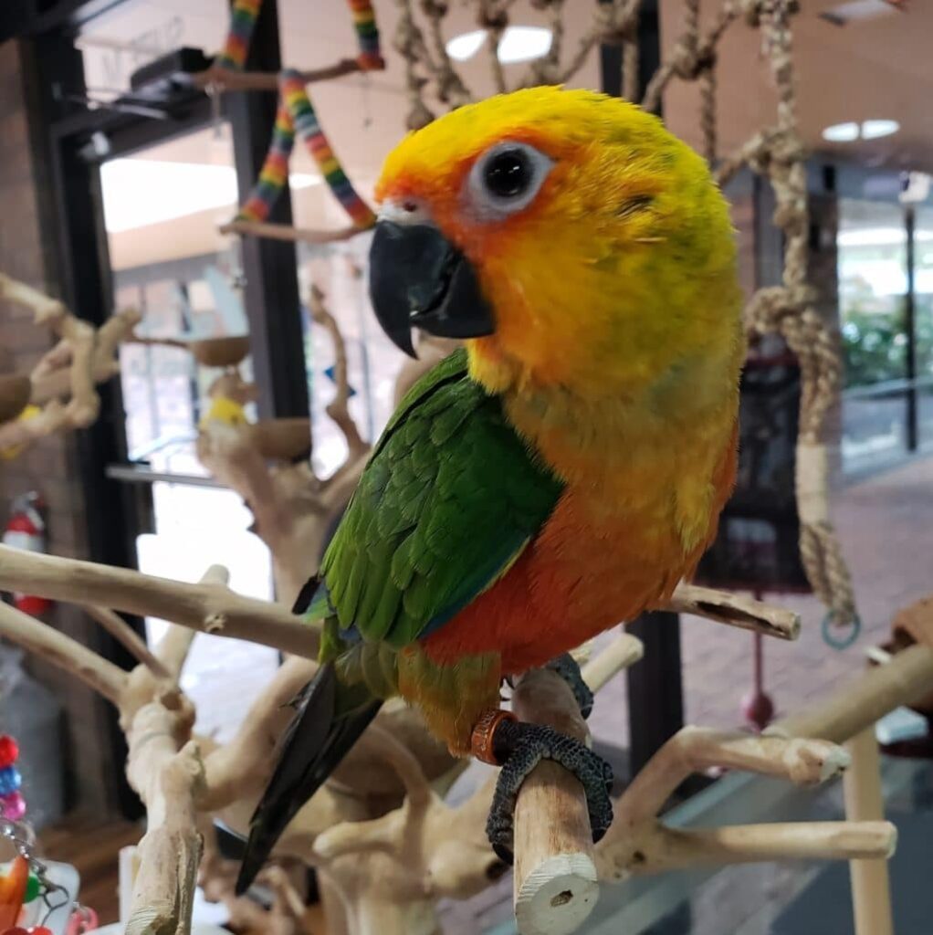 Jenday Conure Parrots For Sale Online Live Parrots