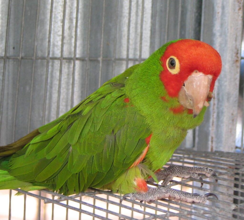 Cherry Headed Conure Parrots For Sale Online Live Parrots