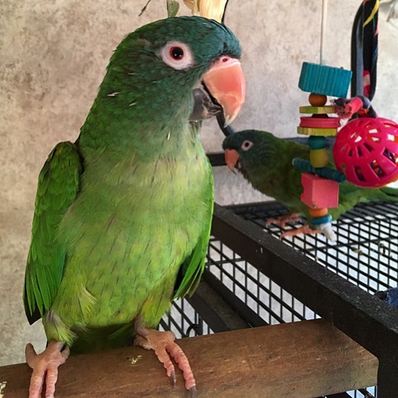 Blue Crowned Conure Parrots For Sale Online Live Parrots