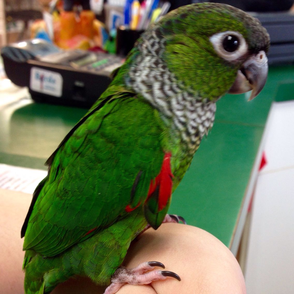 Black Capped Conure Parrots For Sale Online Live Parrots