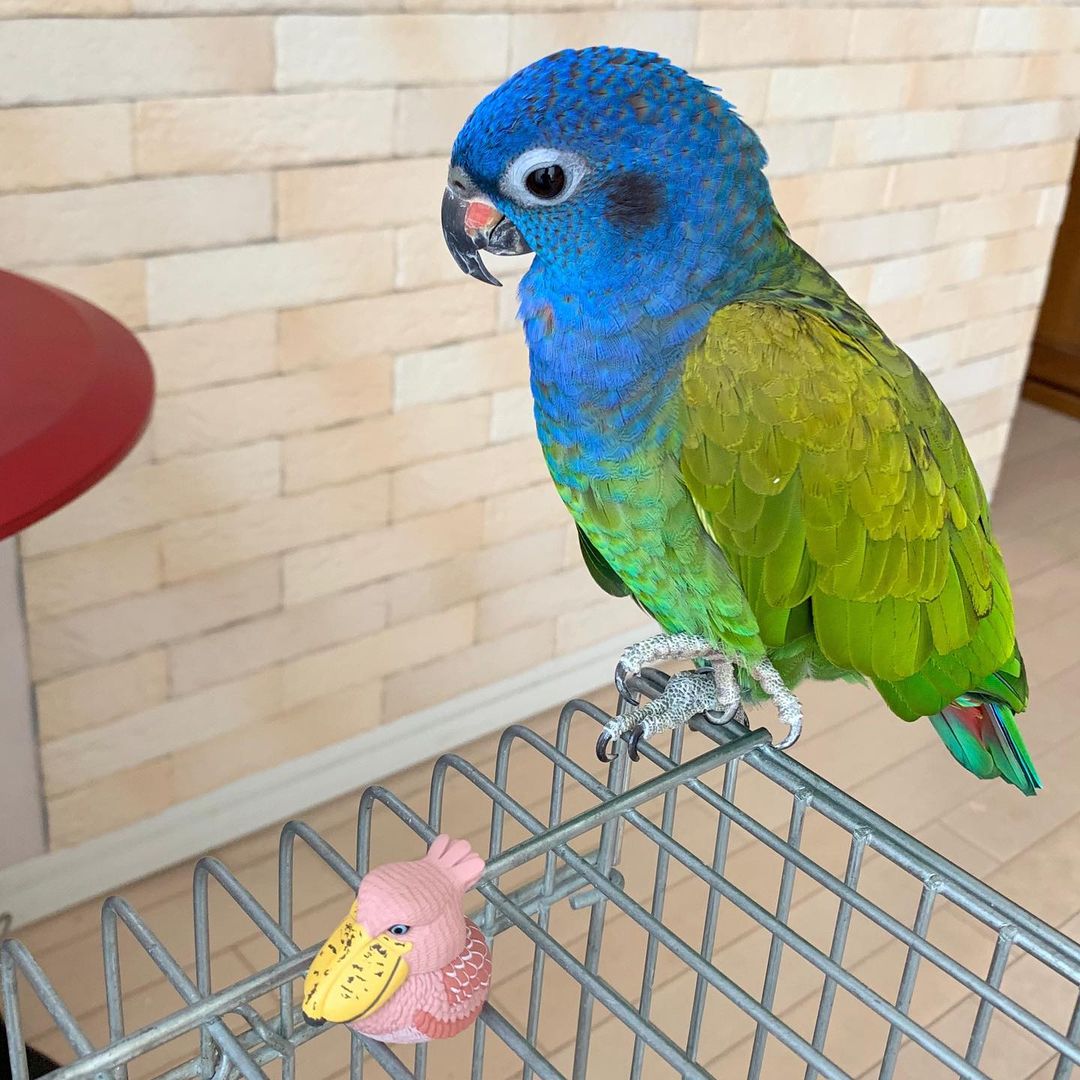 Bronze Winged Pionus Parrots For Sale Online Live Parrots