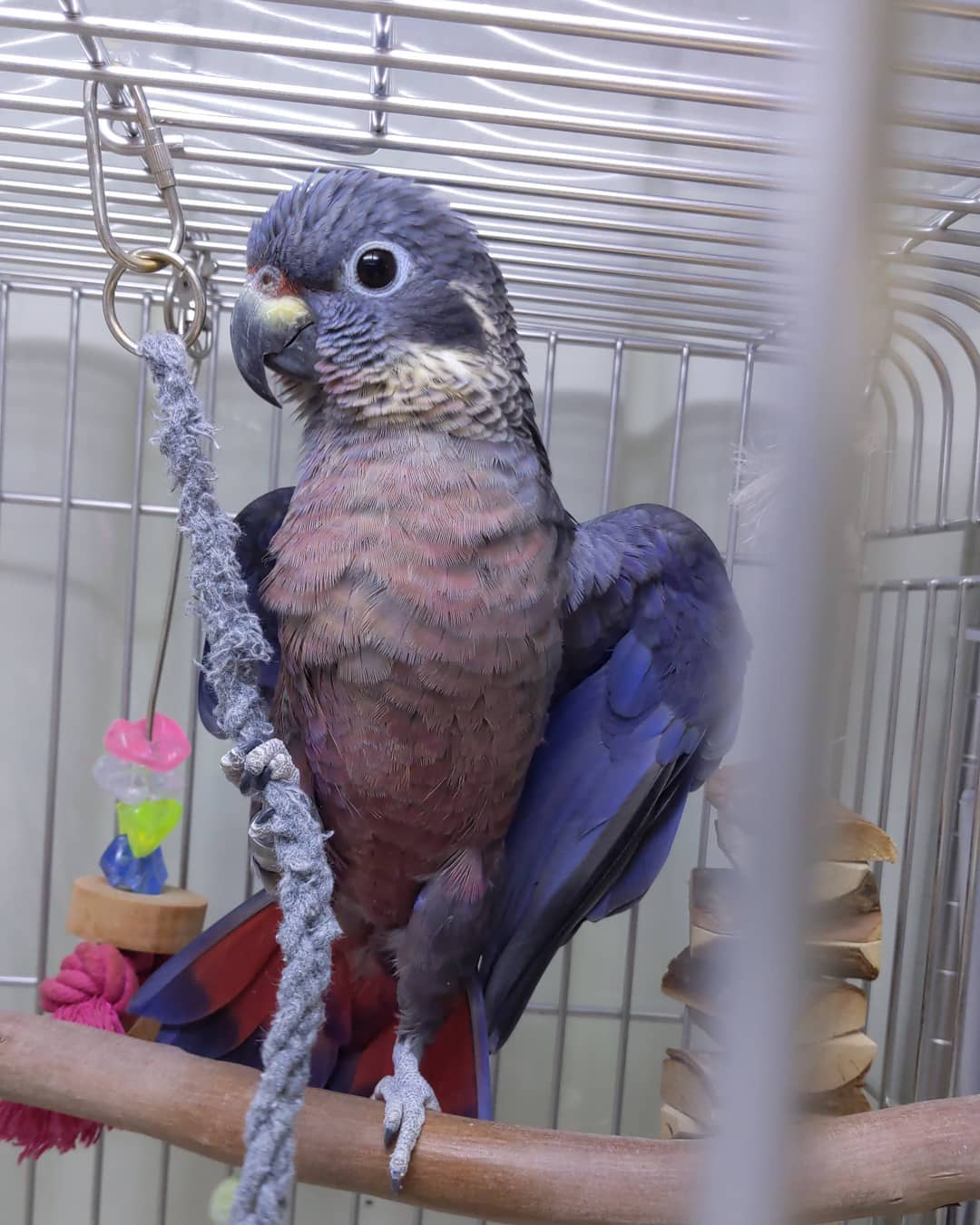 Dusky Pionus Parrots For Sale Online Live Parrots
