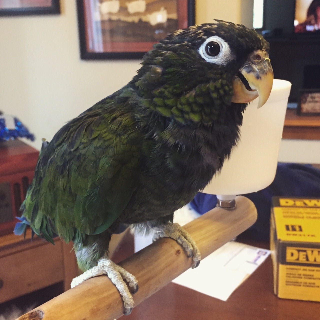 Maximilian’s Pionus Parrots For Sale Online Live Parrots