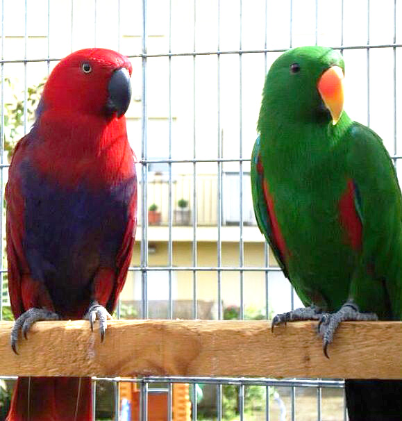 Solomon Island Eclectus Parrots For Sale Online Live Parrots