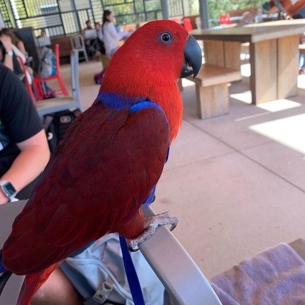 Red Sided Eclectus For Sale Online Live Parrots