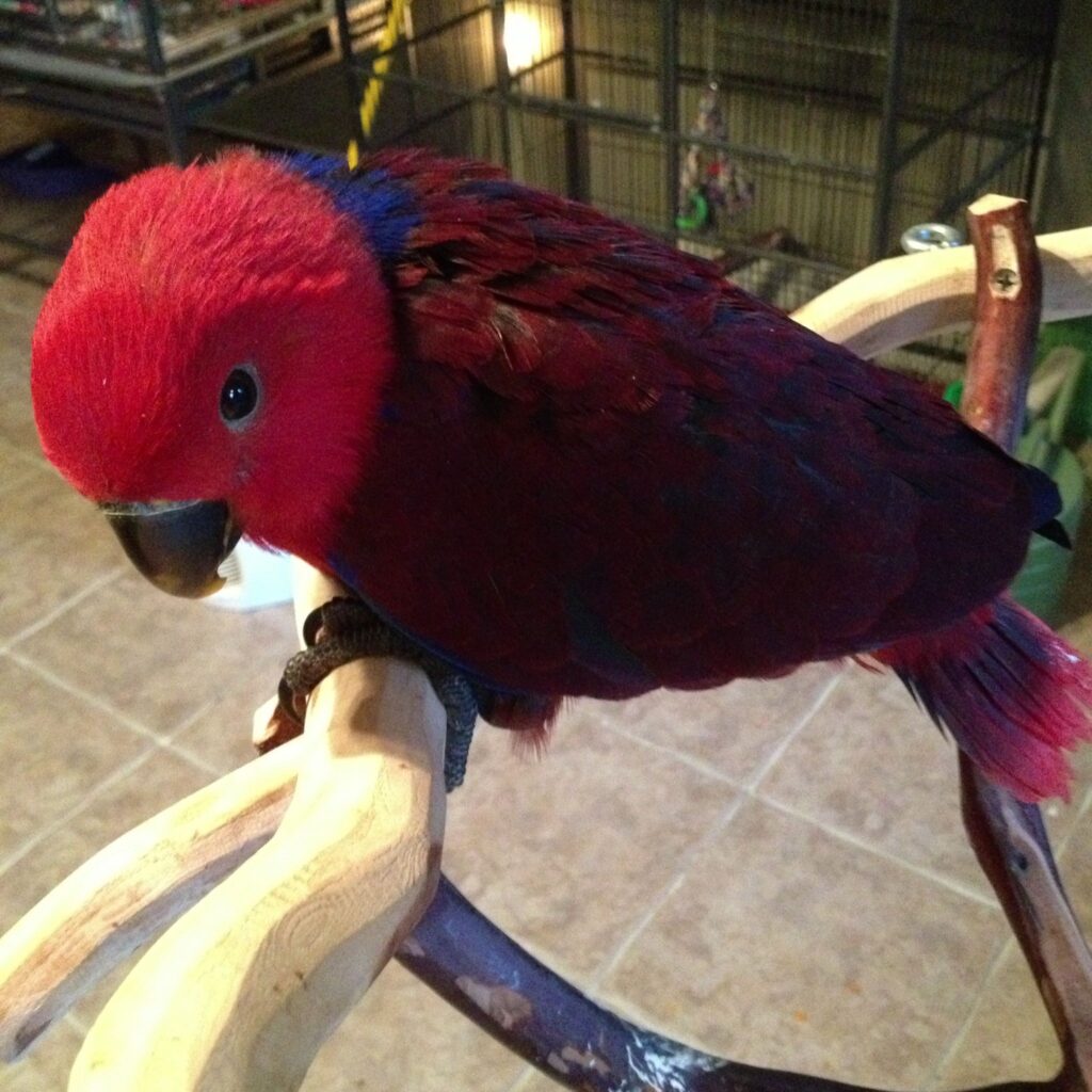 Red Sided Eclectus For Sale Online Live Parrots