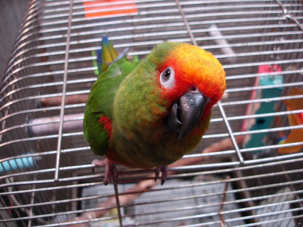 Gold Capped Conure Parrots For Sale Online Live Parrots