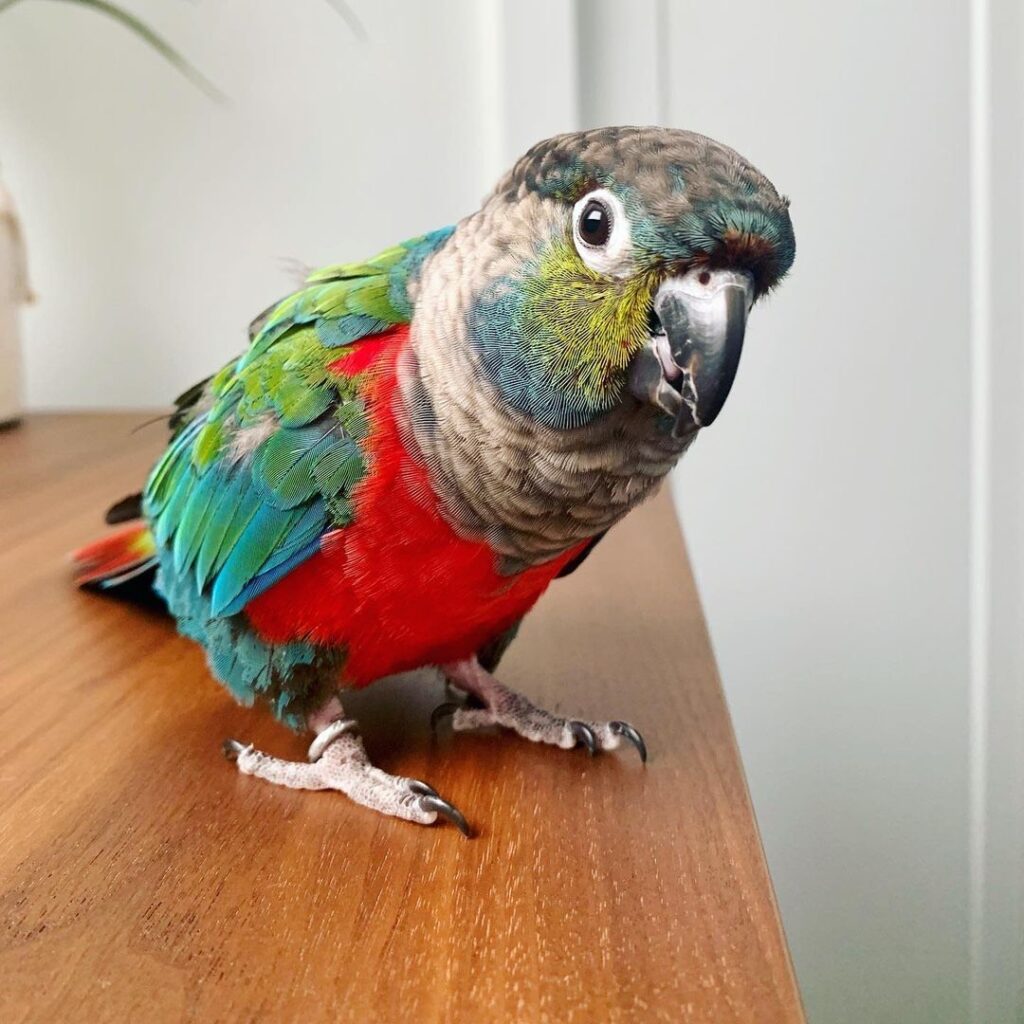 Crimson Bellied Conure Parrots For Sale Online Live Parrots