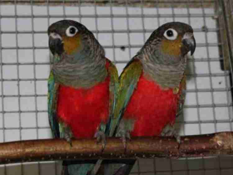 Crimson Bellied Conure Parrots For Sale Online Live Parrots
