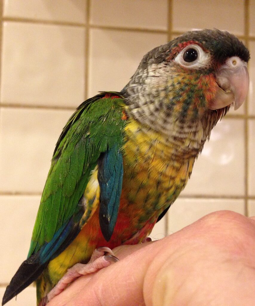 Buy Conure Parrots For Sale Online Live Parrots