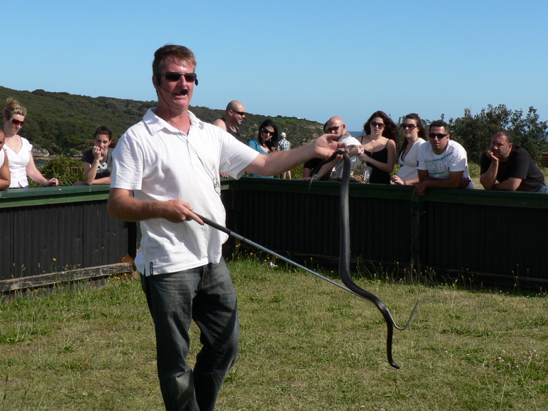 Gallery Live Reptile Displays