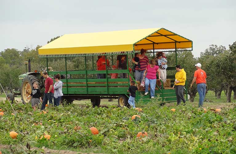 Pumpkin Patch, upick apples and more at Livesay Orchards Farm Market