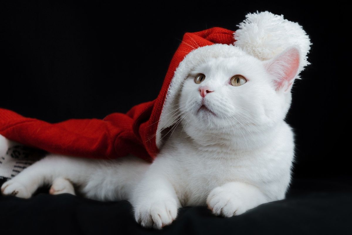 How to Say Merry Christmas & A Happy New Year in Danish Live Scandinavia