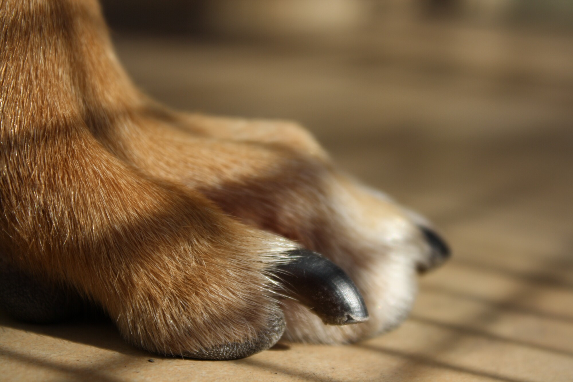 Why Nail Trimming Is Important for Your Dog's Overall Health Lives On