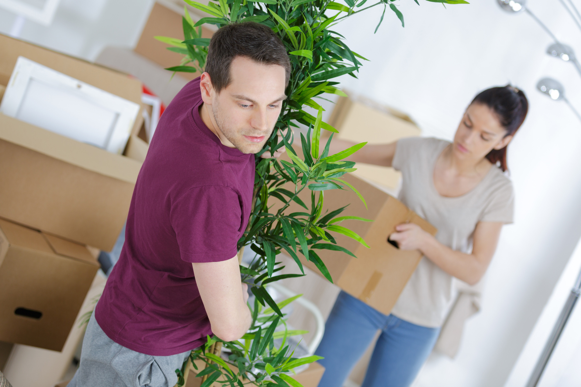 How To Pack Plants for Moving Lives On