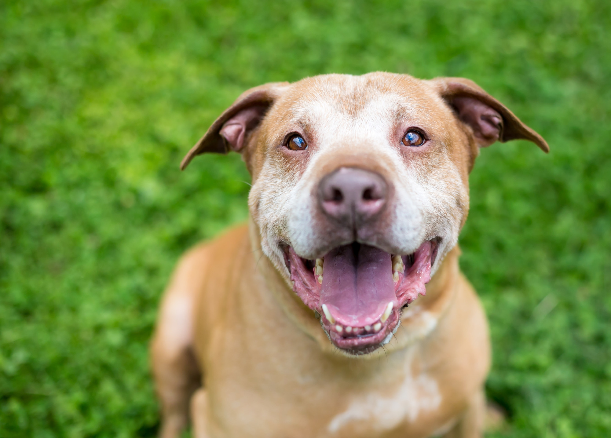 Older Dog Guide How to Prepare For Your Dog's Death Lives On