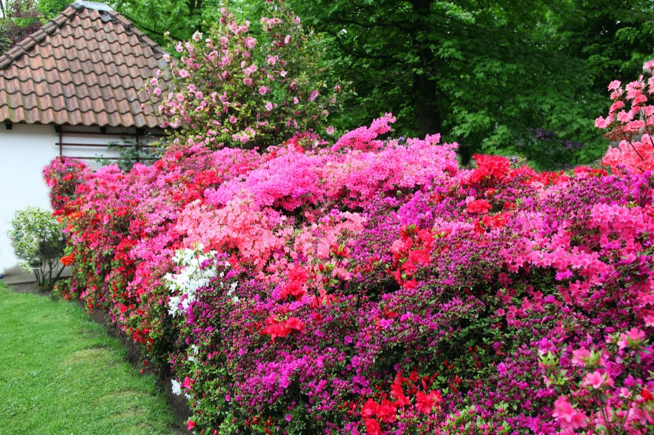 Are Azaleas Poisonous? Live Stately