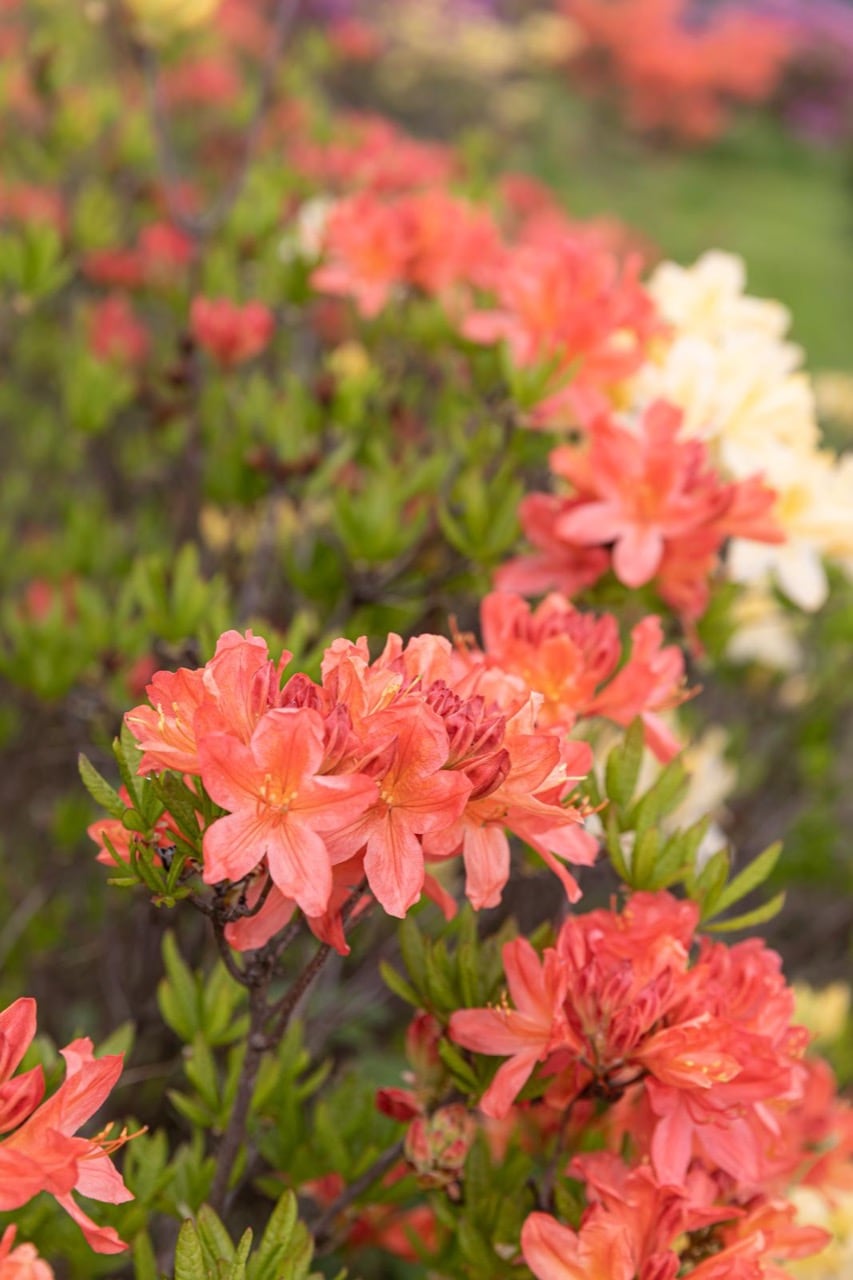 Are Azaleas Poisonous? Live Stately